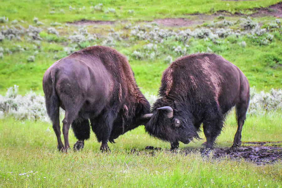 Bison Fight Photograph By Ed Stokes - Fine Art America