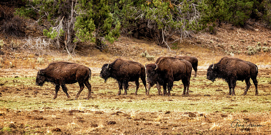 Bison Photograph by Gary Johnson