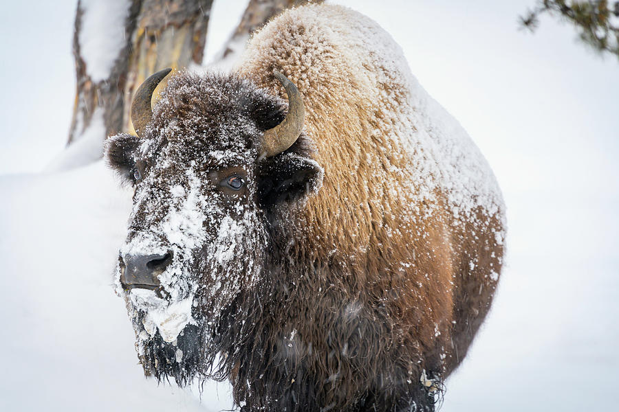 Bison Glare Photograph by Laura Hedien