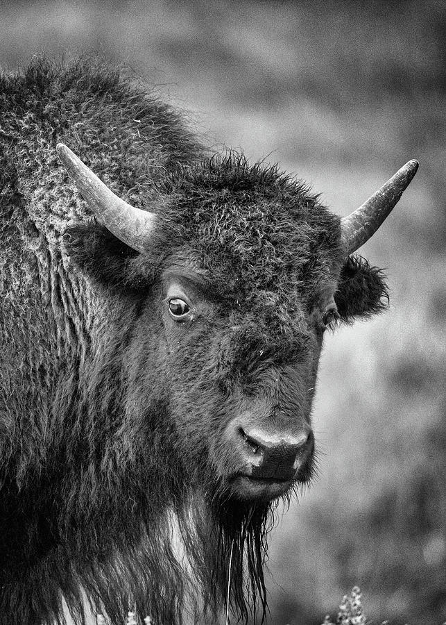 Bison Glare Photograph by Stephen Stookey - Fine Art America