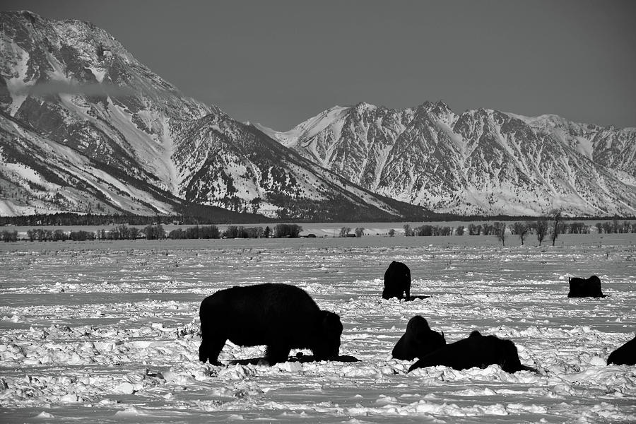 Bison, Grand Tetons Photograph by Moris Senegor