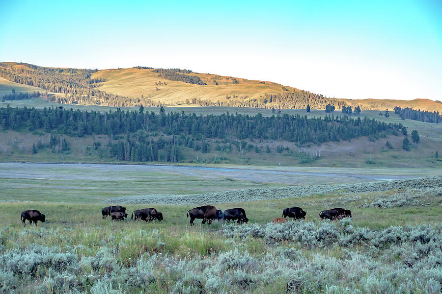 Bison graze in Lamar Valleyat Yellowstone National Photograph by Alex Grichenko