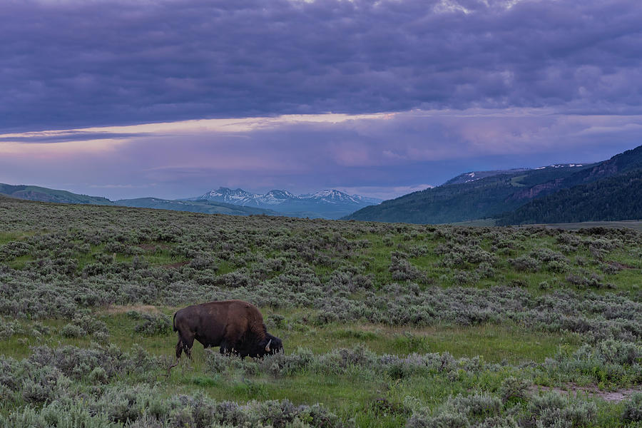 Bison Grazes in Lamar Valley Photograph by Kelly VanDellen