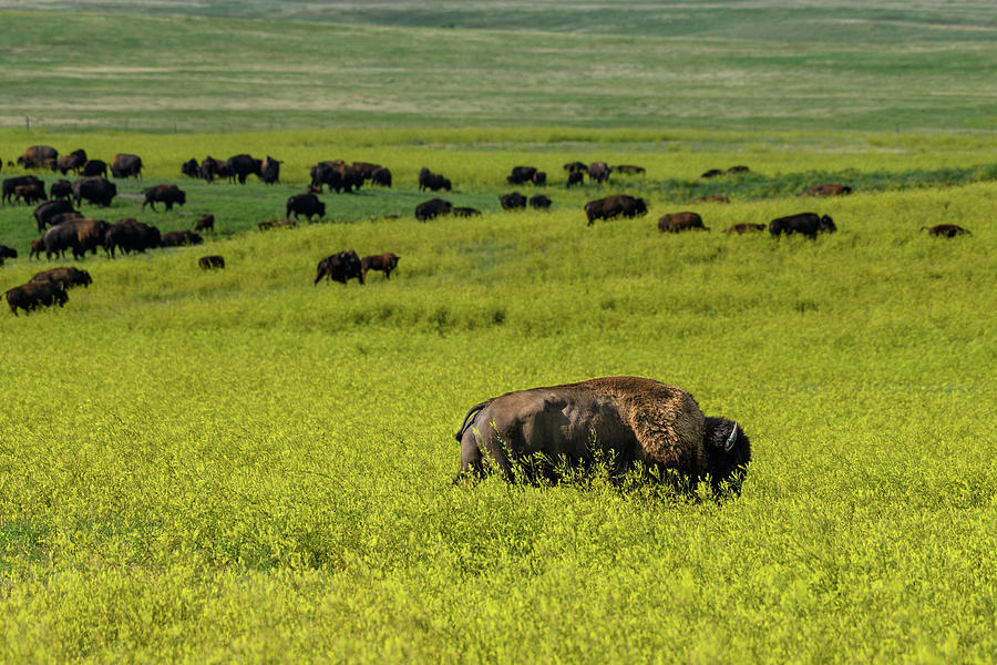 Bison Grazes in Yellow Field with Herd Photograph by Kelly VanDellen