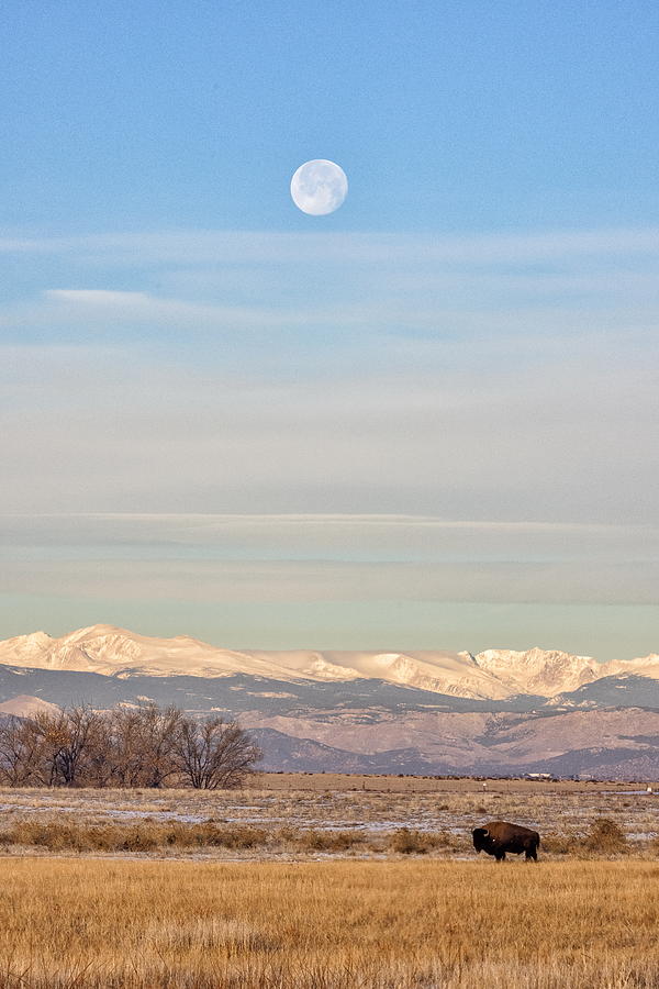 Bison Grazing Beneath the Moon and Mountains Photograph by Tony Hake