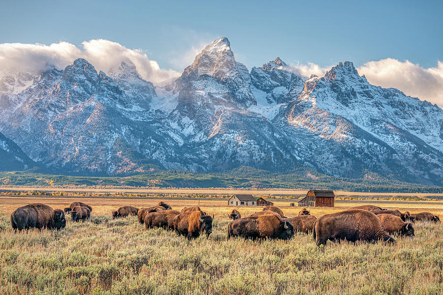 Bison Grazing in Antelope Flats Photograph by Kenneth Everett