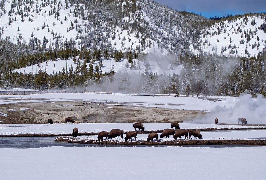 Bison Grazing in the Winter in Yellowstone National Park Photograph by L Bosco