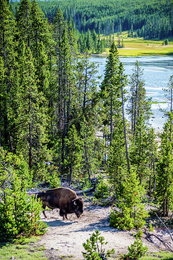 Bison Grazing On A Meadow In Yellowstone National Park Photograph by Alex Grichenko