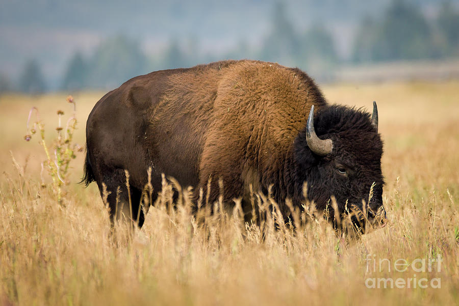 Bison grazing Photograph by Paul Quinn