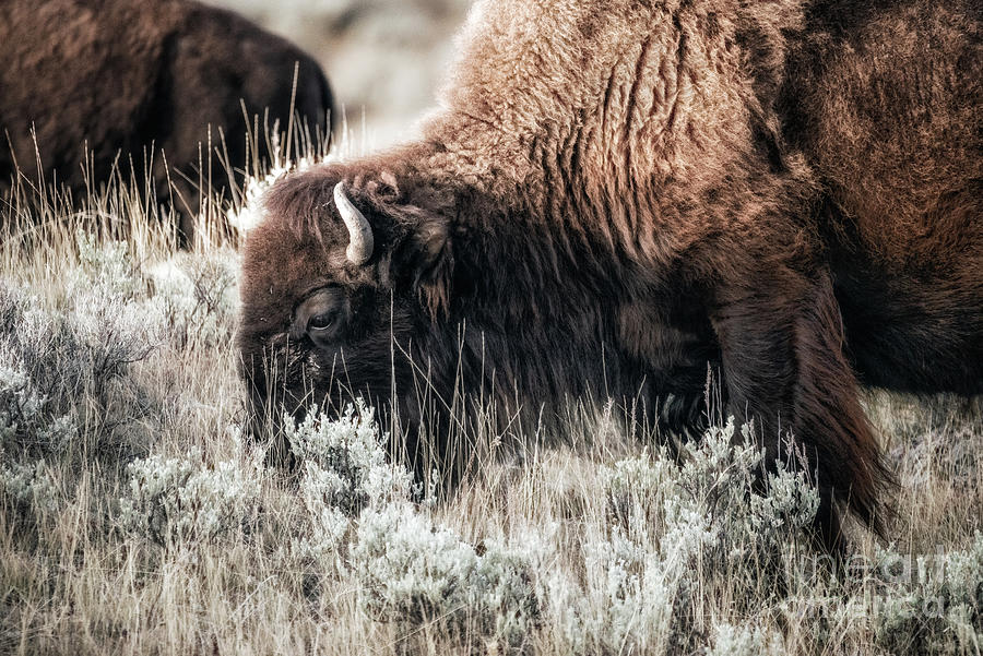 Bison Grazing Toned Photograph by Al Andersen