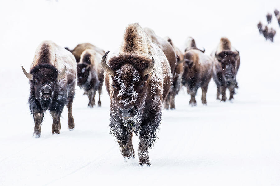 Bison Group In The Road Near Frying Pan Spring Photograph