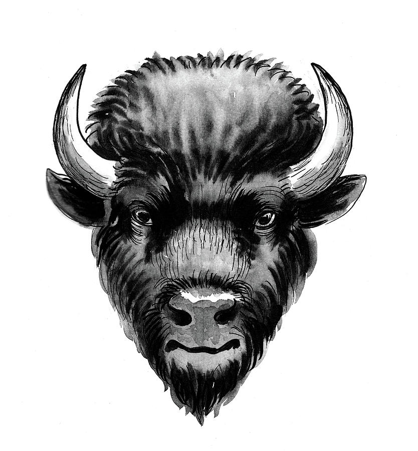 Bison head Drawing by Alexander Kuzyuberdin Fine Art America