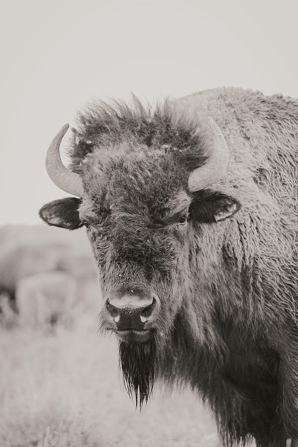 Bison Headshot BW Photograph by Riley Bradford - Fine Art America