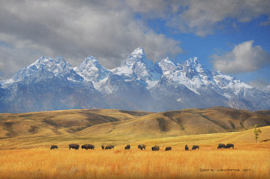 Grand Teton National Park Photograph - Bison Herd Behind Gros Ventre Butte by R christopher Vest