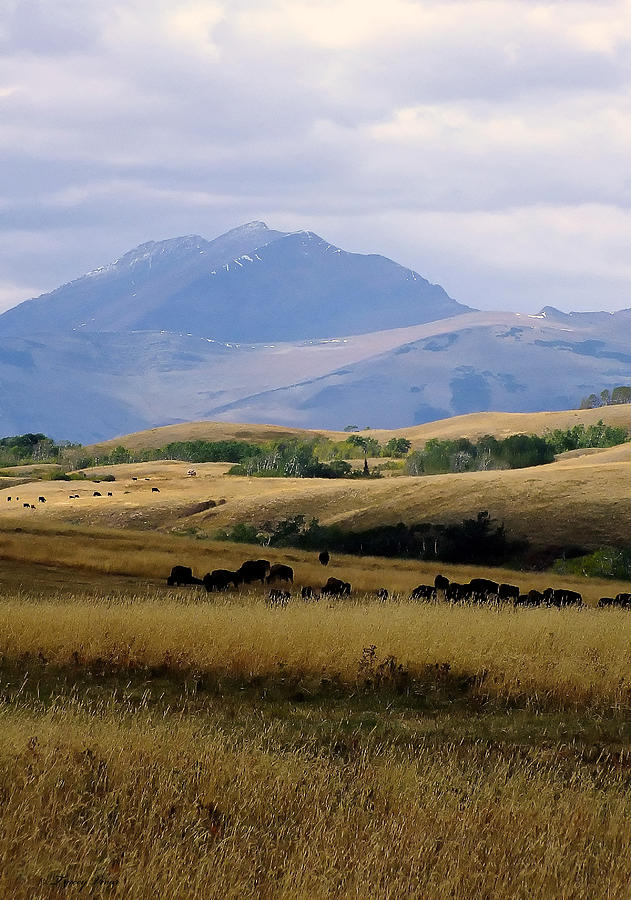 Bison Herd Beneath Misty Mountains Photograph by Tracey Vivar