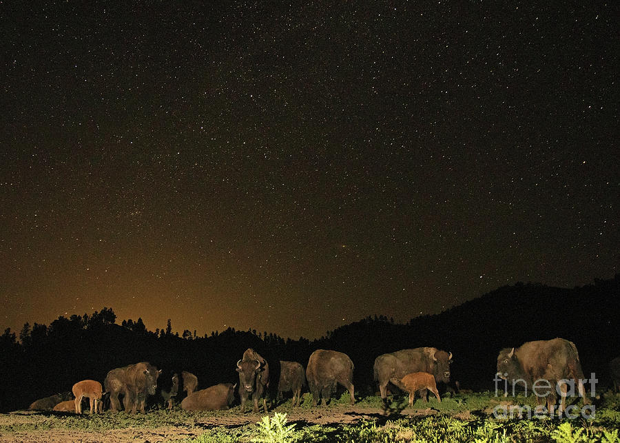 Bison Herd Beneath Starry Sky Photograph by Max Allen