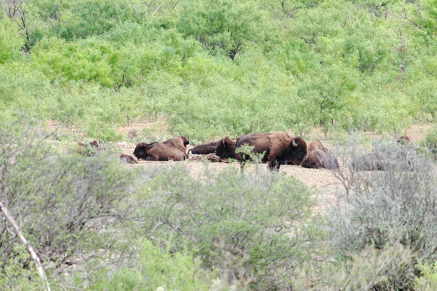 Bison herd Photograph by Eric Hafner