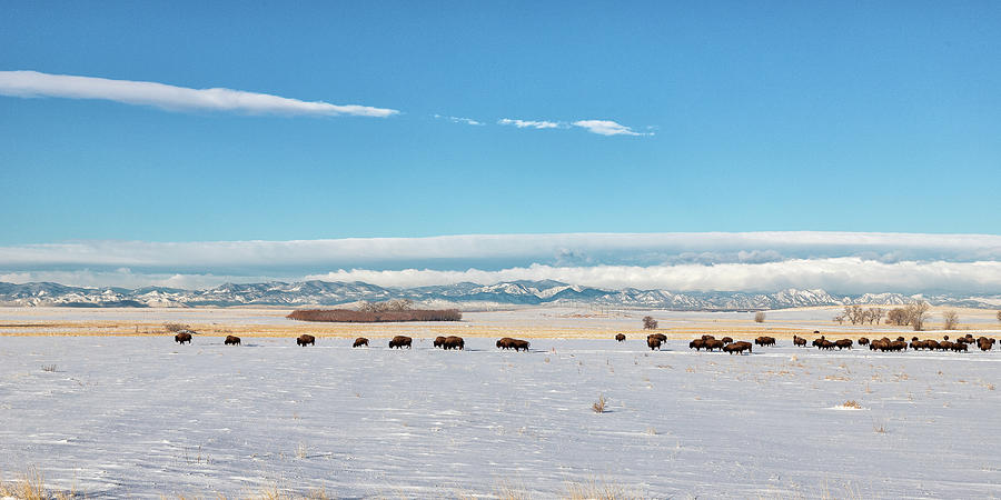 Bison Herd Following a Winter Storm Photograph by Tony Hake - Fine Art ...