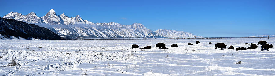 Bison herd in snowy with Grand Tetons in the background Photograph by Moris Senegor