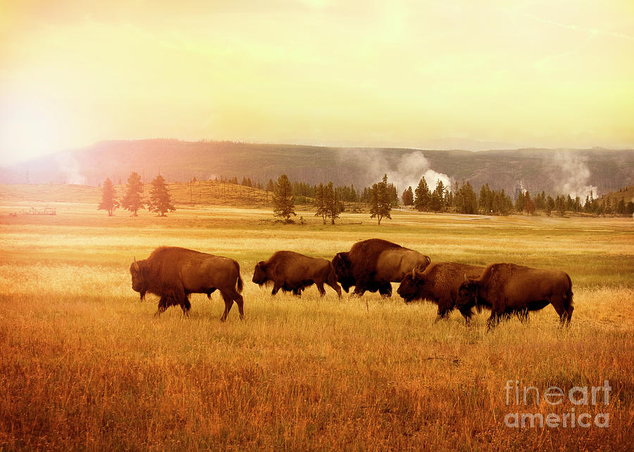Bison in Yellowstone at sunset Photograph by Stella Levi