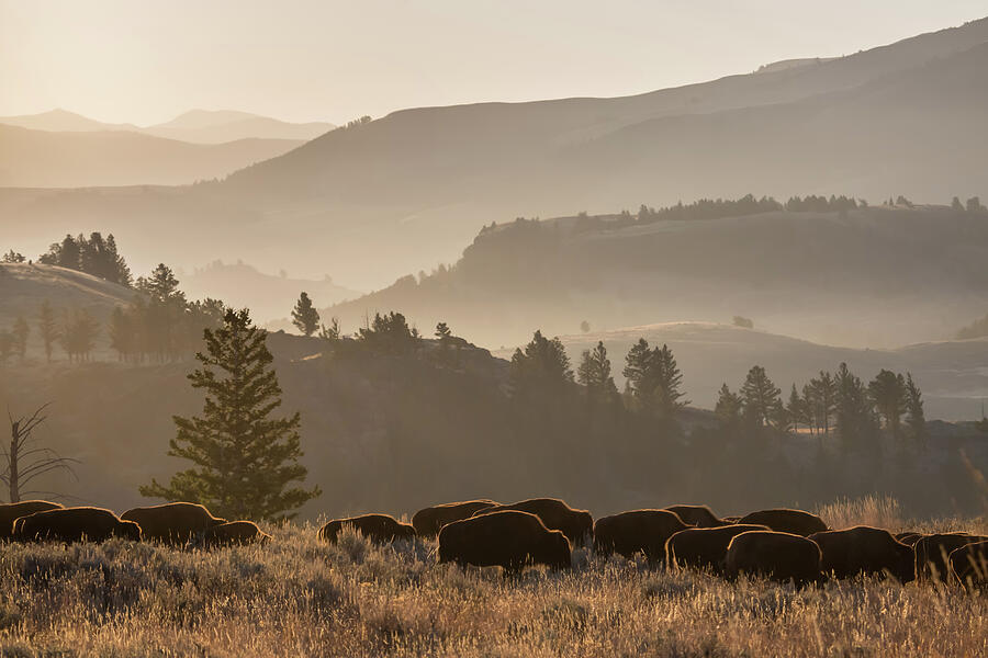 Bison Herd Photograph