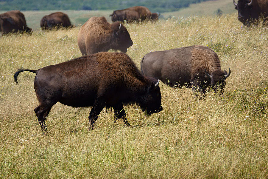 Bison Herd on a Dry Grassy Hill Photograph by Tracey Vivar