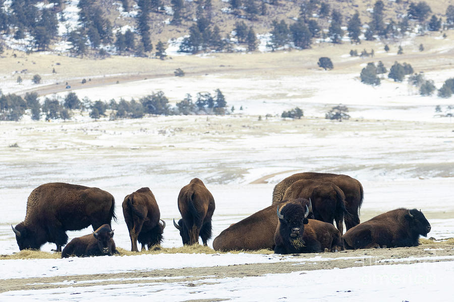 Bison Herd Photograph by Steven Krull
