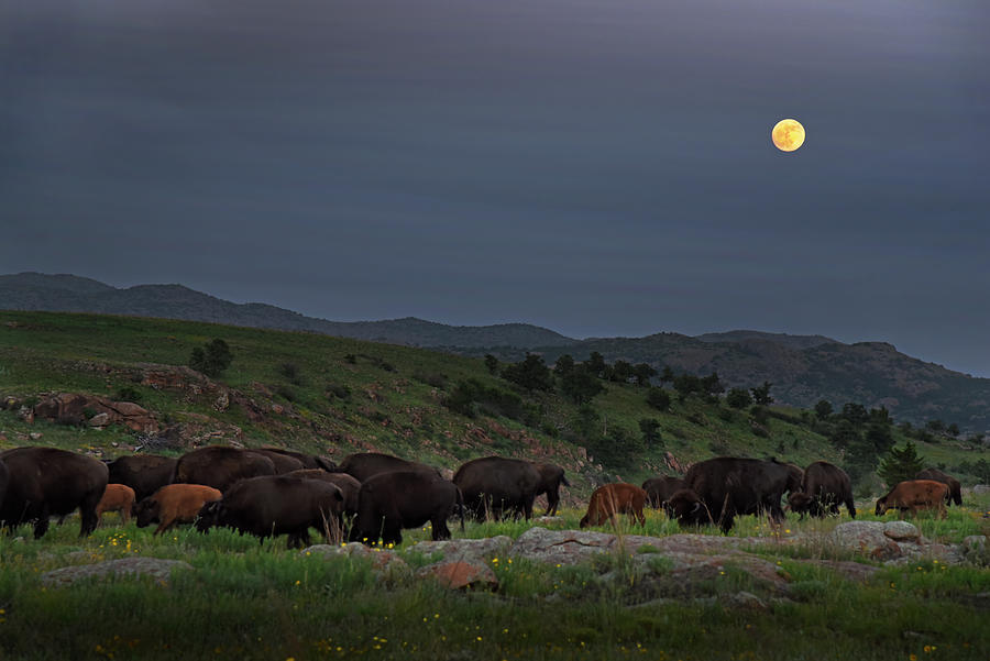 Bison Herd Under a Full Moon Photograph by Cindy McIntyre