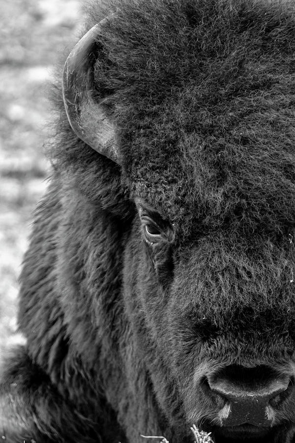 Bison Photograph by Holly Ross