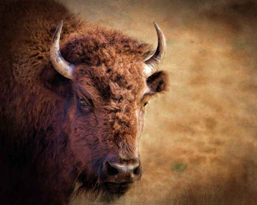 Bison Impressionistic Style Photograph by Ann Powell