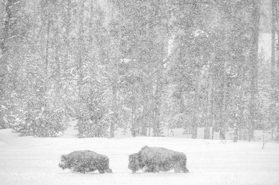 Bison in a Snowstorm Photograph by Roberta Kayne