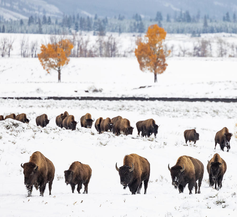 Bison In Between Seasons Photograph by Max Waugh