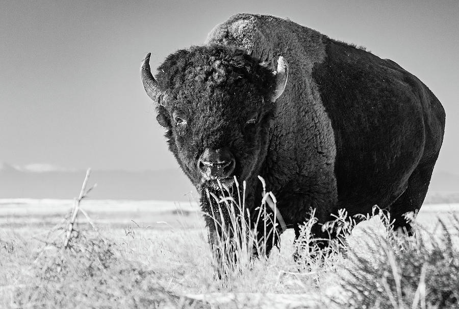 Bison in Black and White Photograph by Mindy Musick King