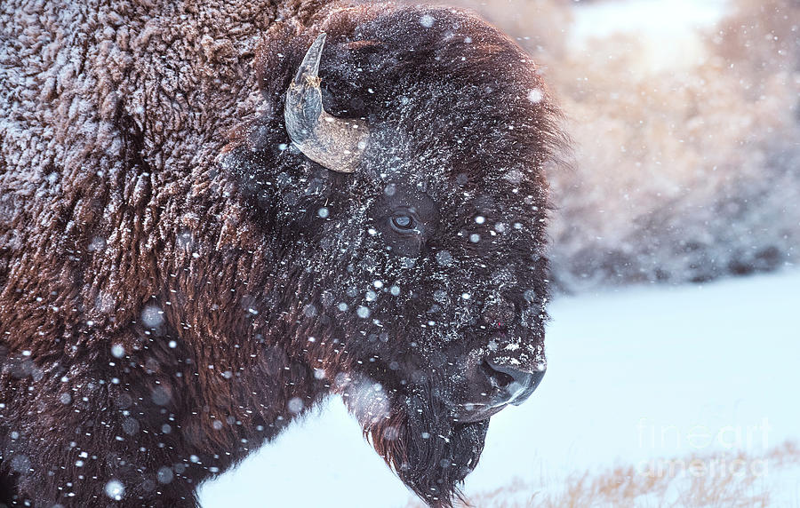 Bison in Color Photograph by Jami Bollschweiler - Fine Art America