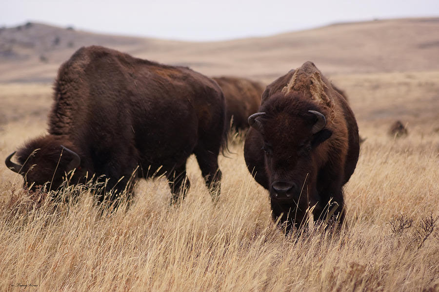 Two Bison in Dry Grass Photograph by Tracey Vivar