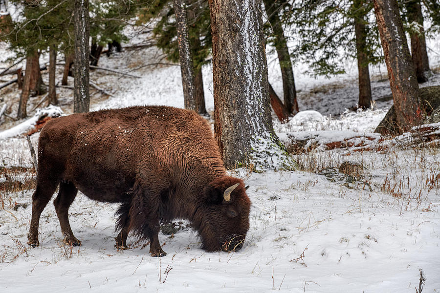 Bison In Forest Photograph by Paul Freidlund