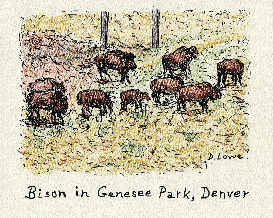 Bison in Genesee Park in Denver Drawing by Danny Lowe