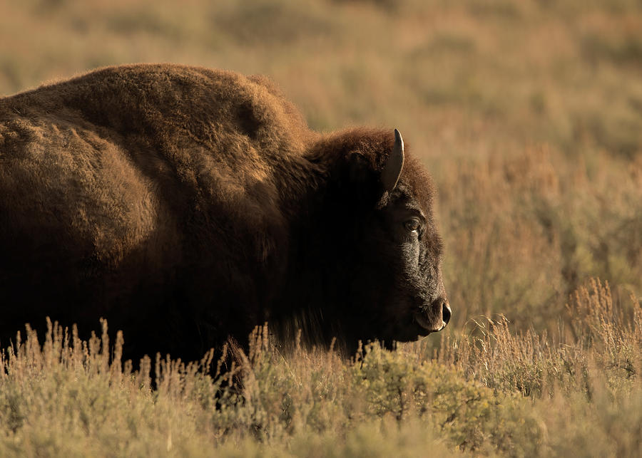 Bison In Golden Light Photograph by CR Courson