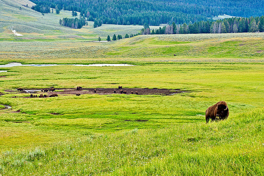 Bison in Hayden Valley in yellowstone national park, Wyoming Photograph by Ruth Hager