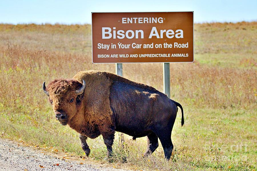 Bison, in Iowa Photograph by Yvonne M Smith