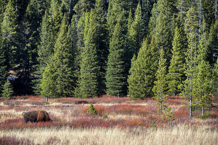 Bison In Meadow Photograph by Paul Freidlund