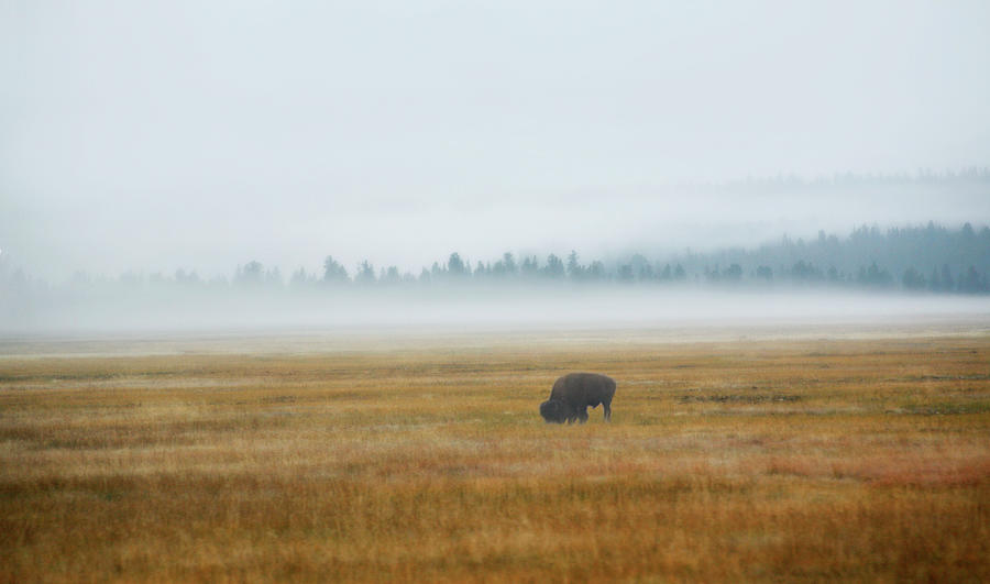 Bison In Morning Dew Photograph