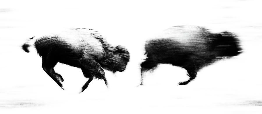 Bison in Motion Photograph by Max Waugh