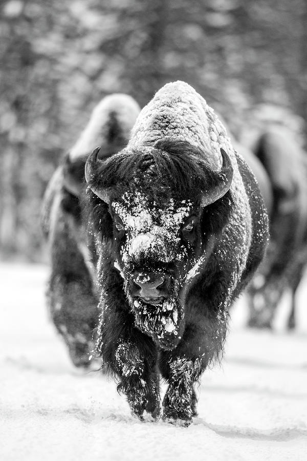 Bison in snow Photograph by D Robert Franz