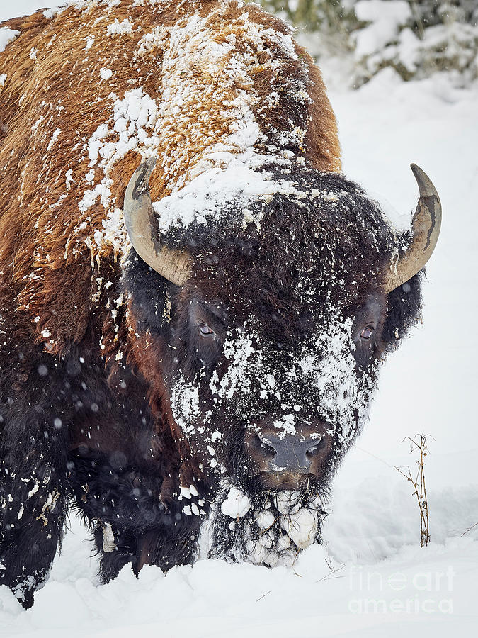 Spring Photograph - Bison in Snow by Matt Suess