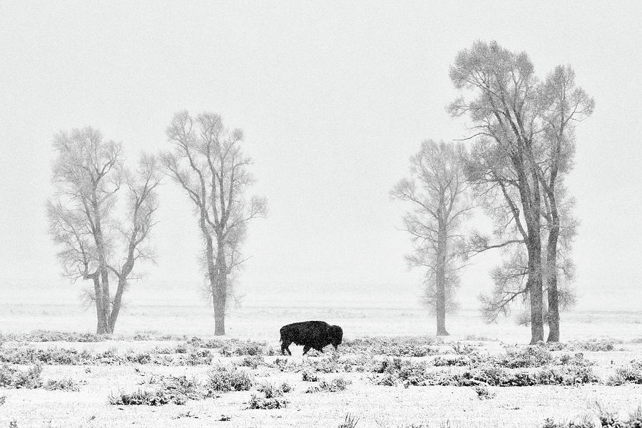 Bison in Snowy Lamar Photograph by Max Waugh