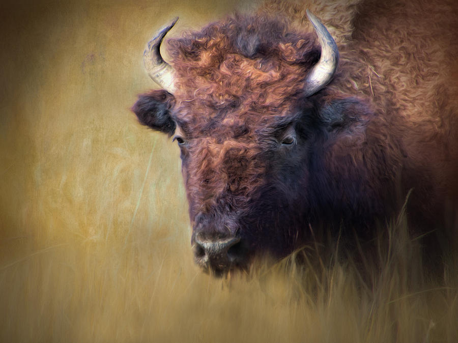 Bison In The Autumn Grass Photograph by Ann Powell