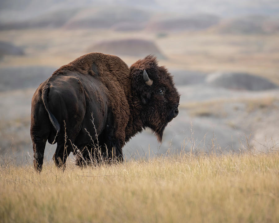 Bison in the Badlands Photograph by Tim Malek | Fine Art America