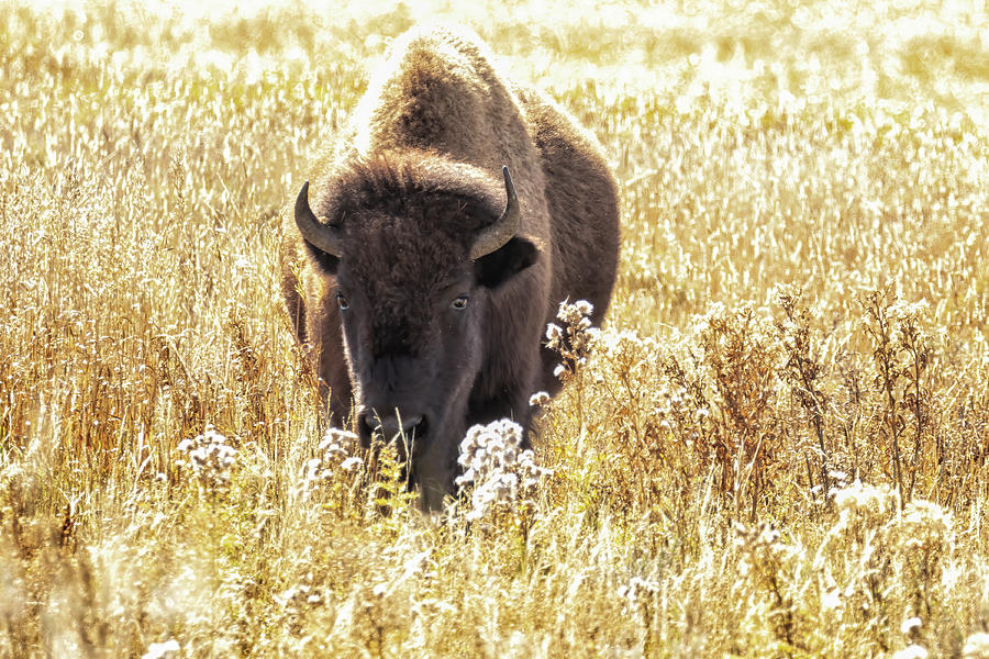 Bison in the Grass Photograph by Belinda Greb