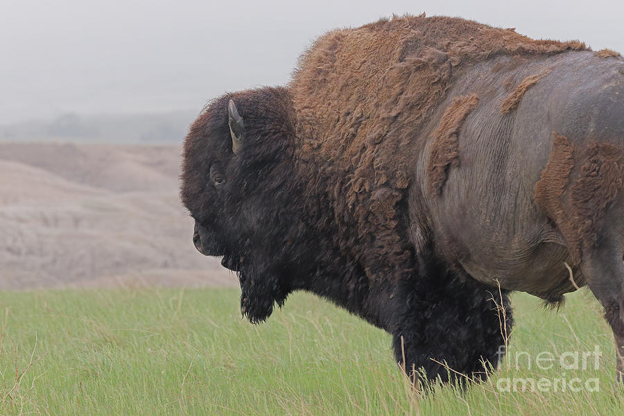 Bison in the Rain Photograph by Natural Focal Point Photography